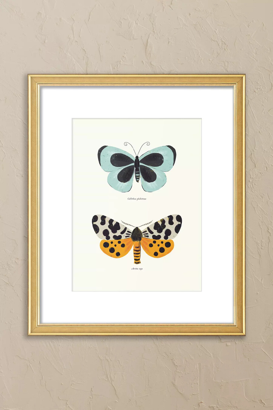 butterfly species by sabina radeva framed wall art