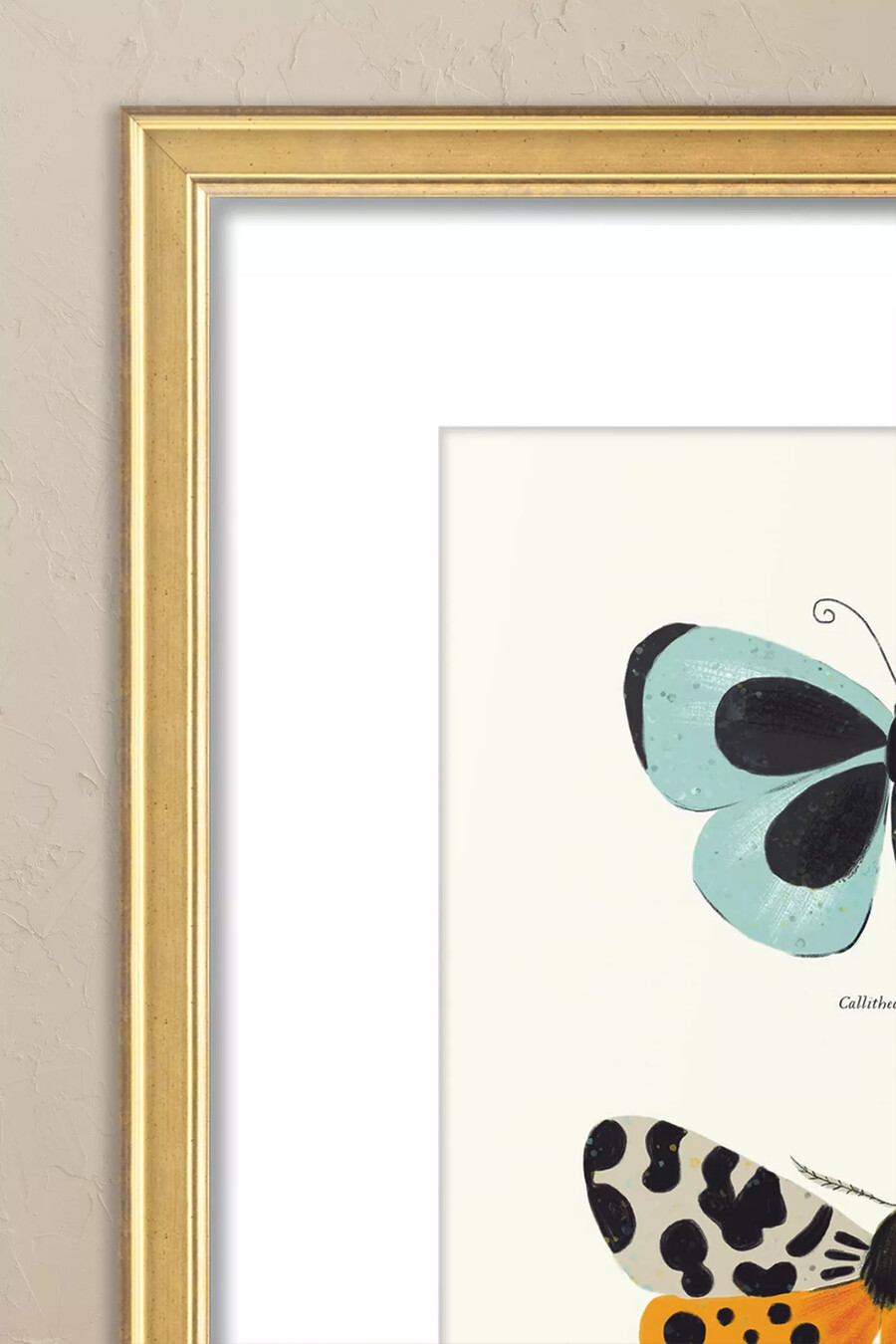 butterfly species by sabina radeva framed wall art
